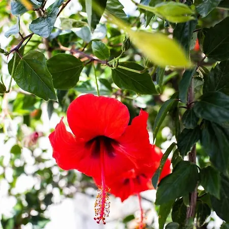 Maestralia Skyros