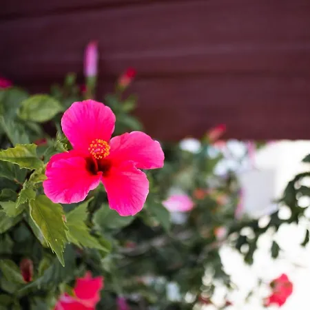 Maestralia Appartement